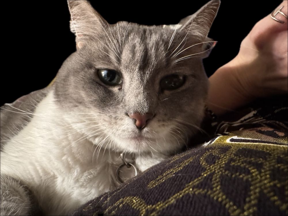 Kitty Athena comfy, purring and snuggling while I read. 