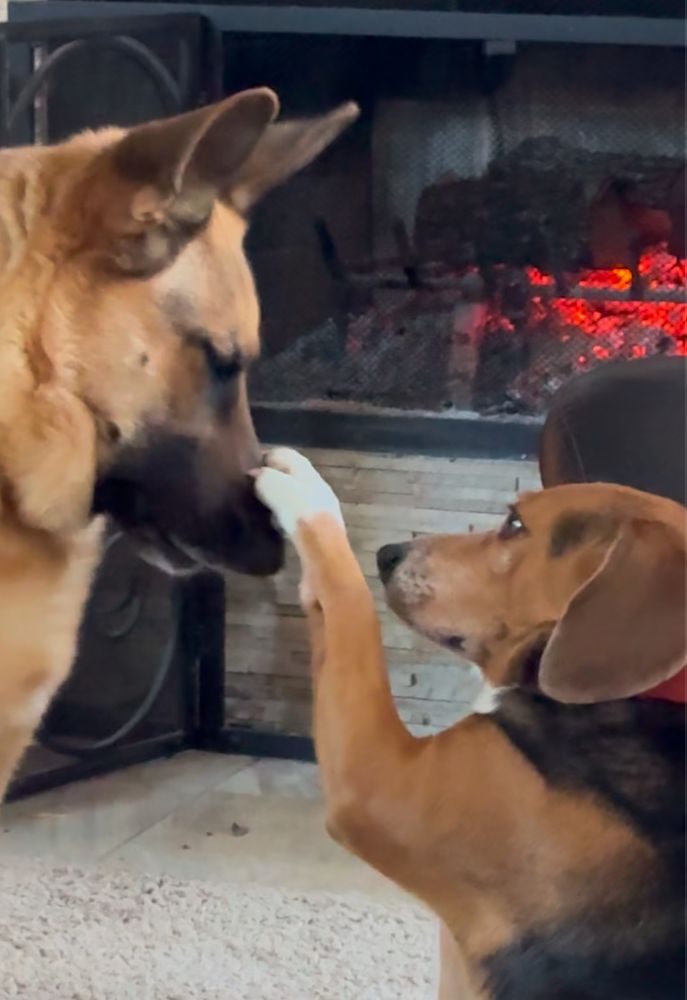 Charle the Beagle pawing gently a Angel the German shepherd’s nose