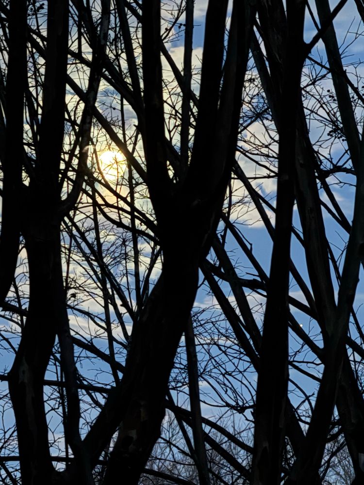 Bright, full moon behind bare branches at sunrise. The sky is just turning blue. 