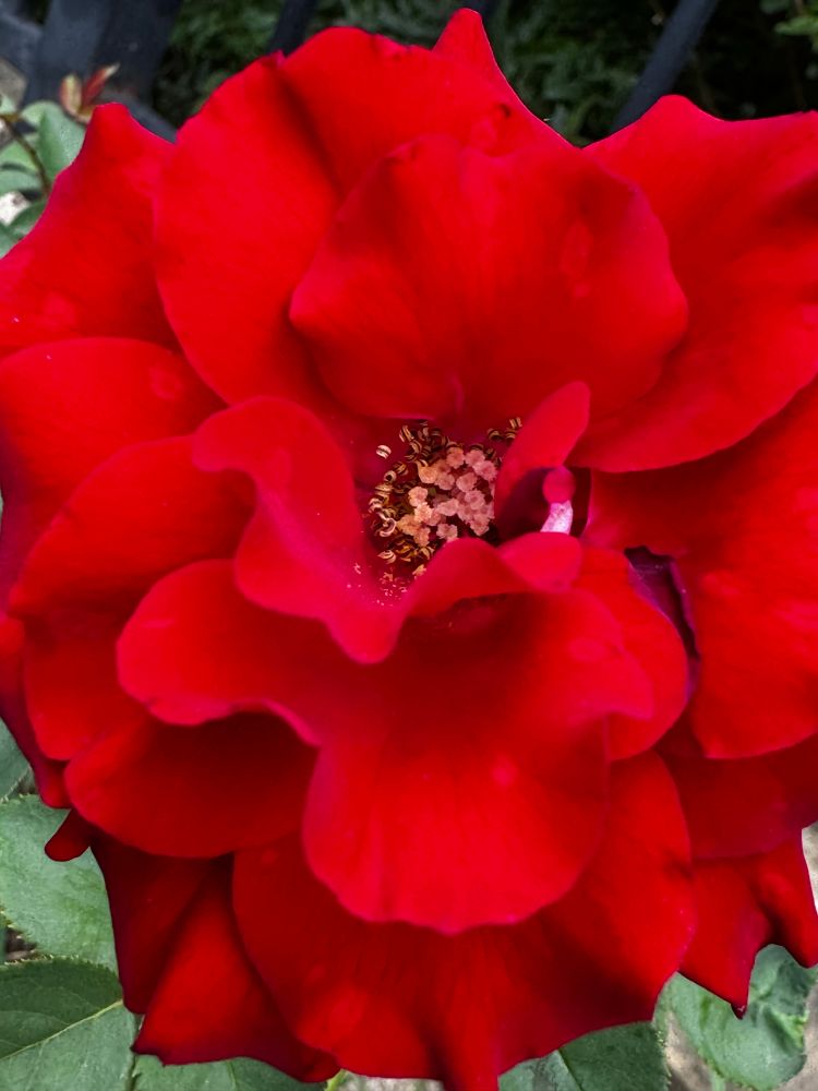 “Oh My” red rose