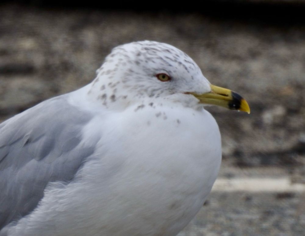 A ring-billed gull in a parking lot