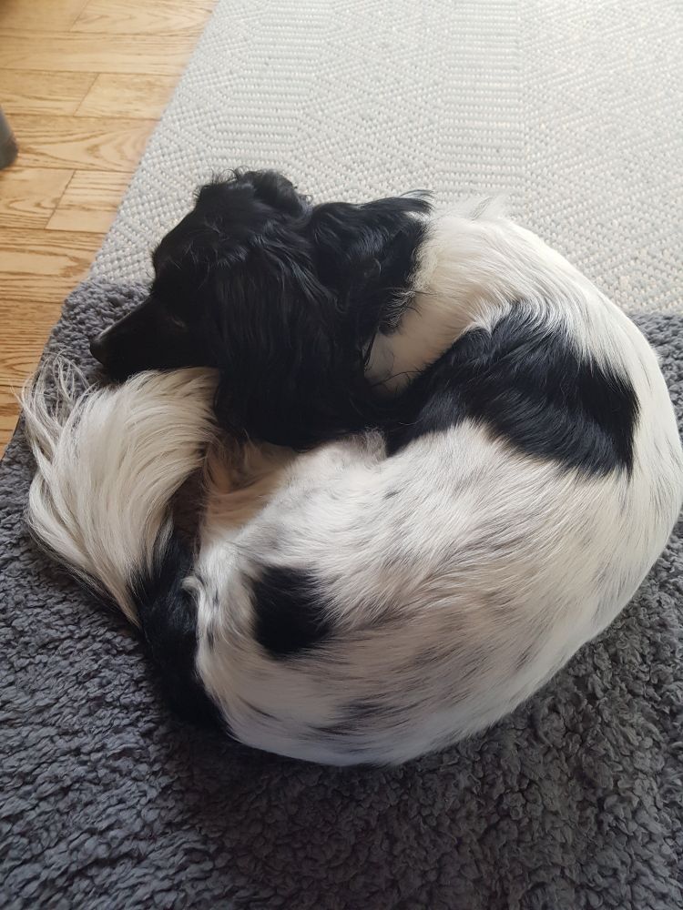 Small black and white spaniel curled up on his bed. He's had a stressful time.