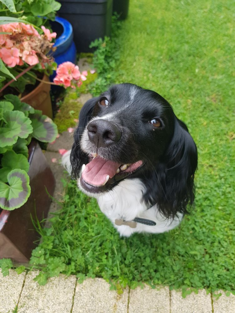 Small black and white spaniel, sitting on it's haunches, ears pinned back, mouth partly open, looking into the camera. A happy looking dog.
