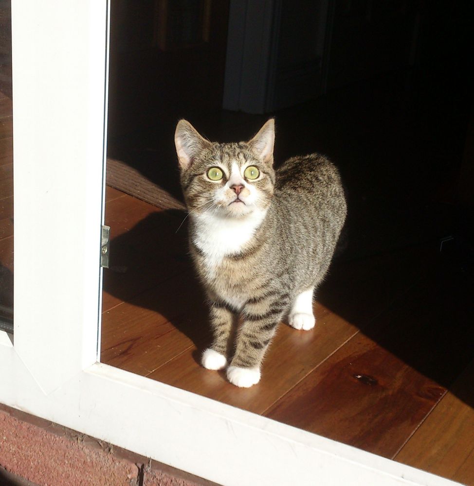 A picture of the most adorable kitten who ever kittened.