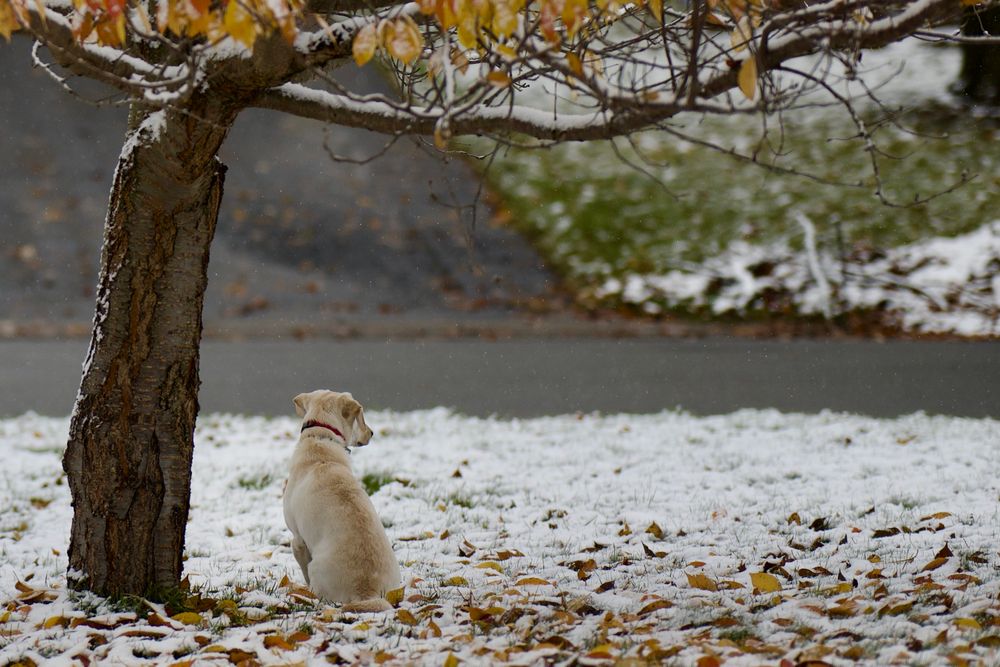 A dog sits under a tree, snow on the ground, the dog is looking to the right. 