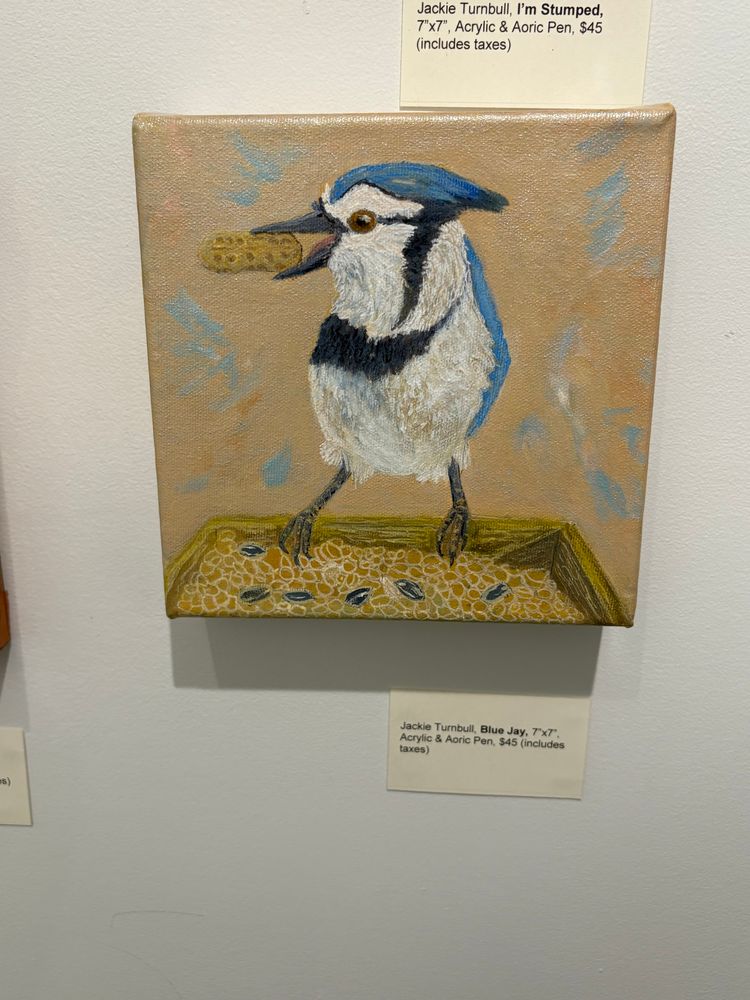 “Blue Jay ” a small 7”x7” acrylic painting of a Blue Jay by artist Jackie Turnbull. Jackie resides in Winnipeg, MB, Canada. 