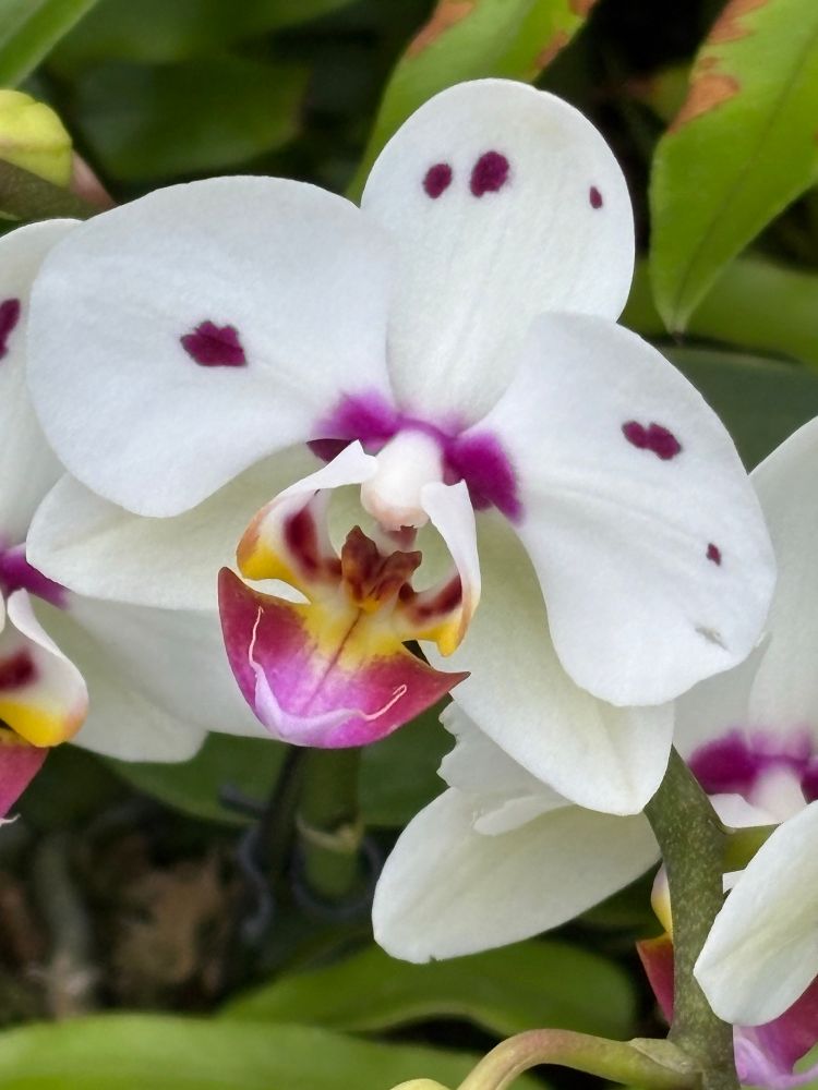 Monk Orchid. Leaf Conservatory in Winnipeg, Manitoba, Canada 🇨🇦. 