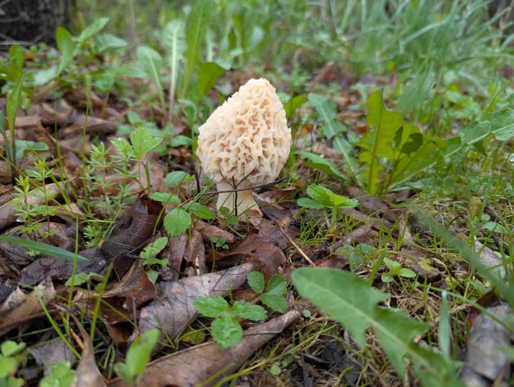 Morel Mushroom 