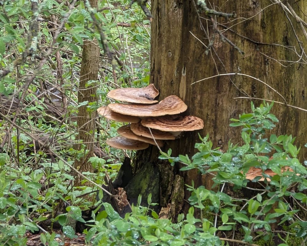 Dryad's Saddle fungi