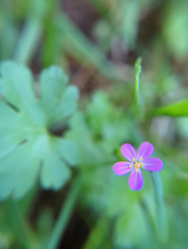 A small pink flower, geranium lucidum