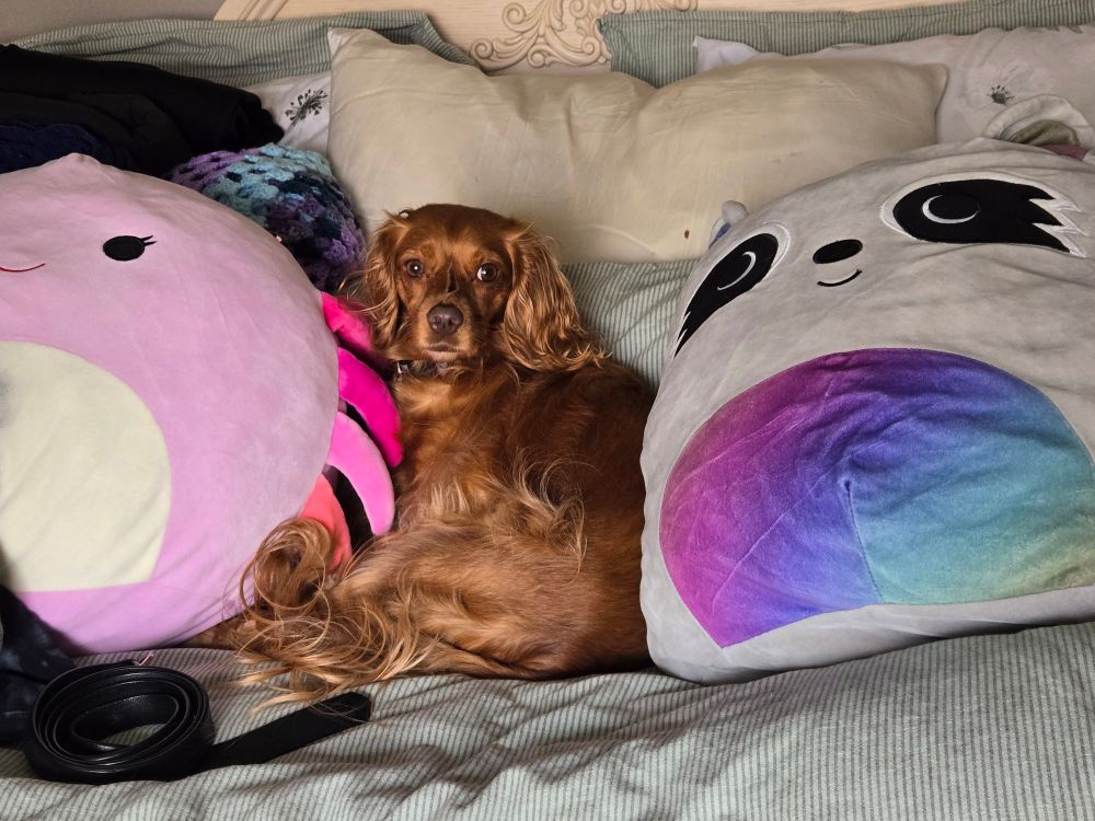 a small dog with orange-red fur sits on a bed between two squishmallows, a raccoon that is grey with a rainbow stomach is to the right and a crab that is pink with varying shades of pink legs is to the left. they are bigger than the dog is. she is sitting on a bed with a green pinstripe sheet, and you can see a mix of green, white and cream pillows in the background. there is a belt rolled up on the bed to the left of her.