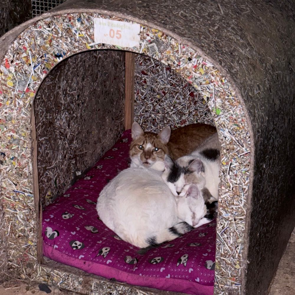 Duas gatas brancas e um gato laranja deitados num colchão de cor rosa aconchegados