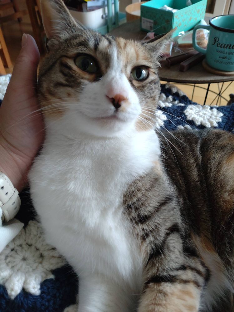 うちのハルちゃん(ねこ)