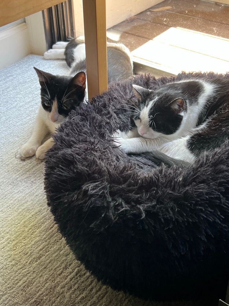 Two tuxedo cats next to each other, one curled up in a black cat bed, the other one sitting on the carpet