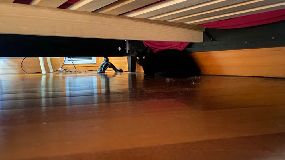 Boris hiding uber the bed