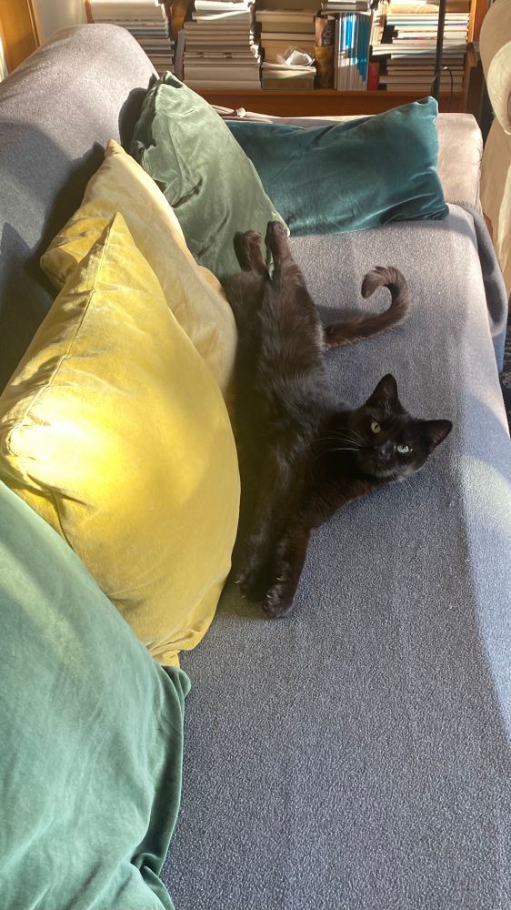 Bela