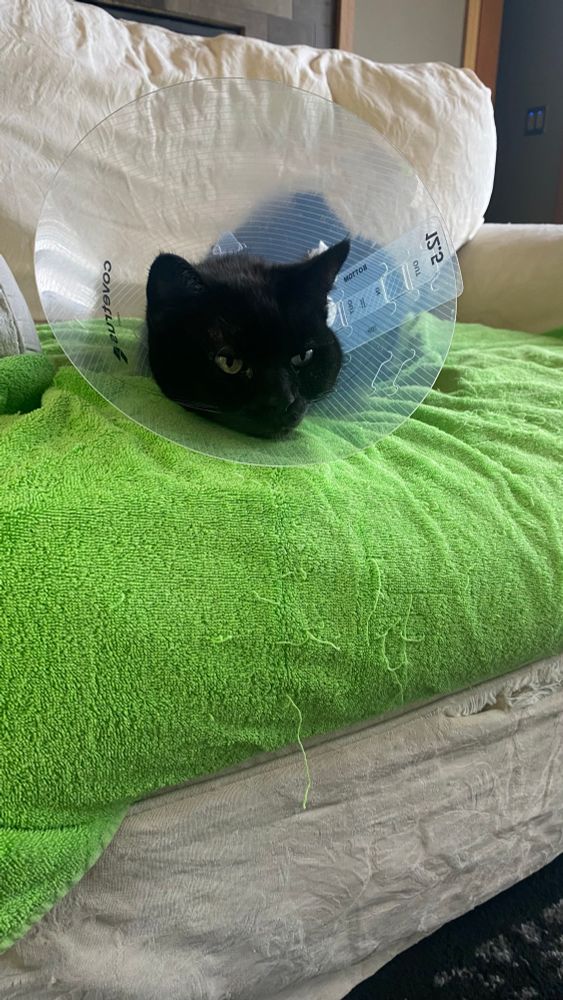 Bela with a cone on at her usual spot 