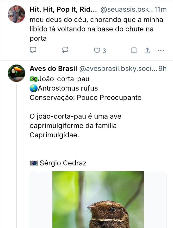 Posts do Assis e Aves do Brasil.

Assis em cima: meu deus do céu, chorando que a minha libido tá voltando a base do chute na porta

Aves do Brasil: João-corta-pau