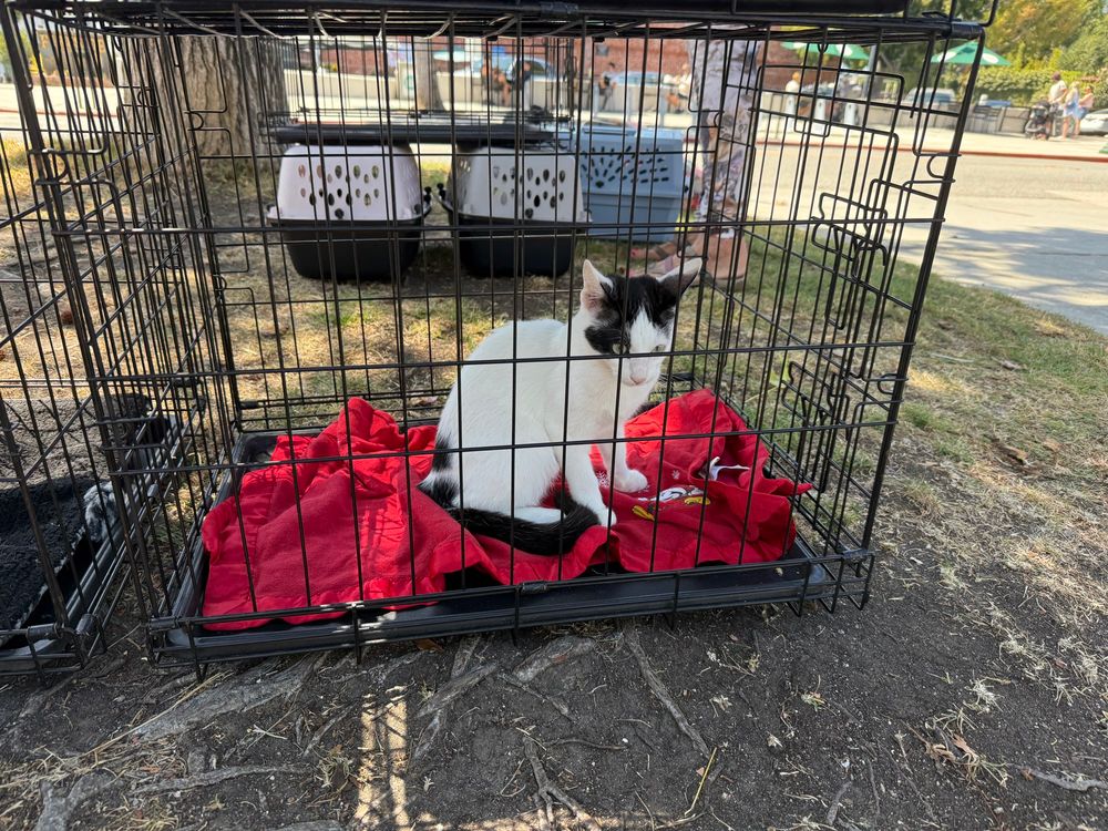 A cage with a kitten in it