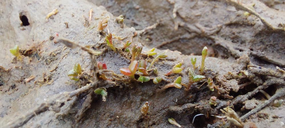 Close up picture of numerous two-leaved Salicornia plant sprouts. The leaves are succulent like and are a mix of red and green colors.