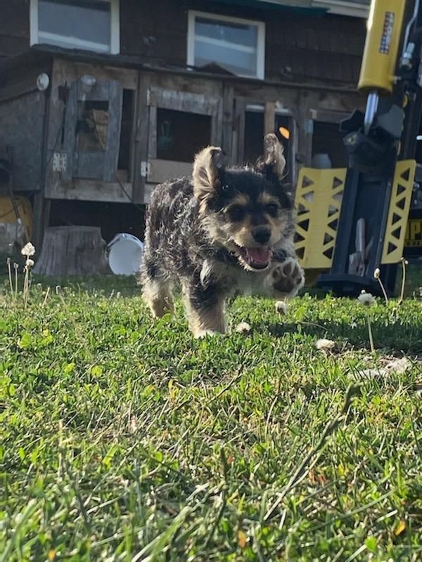 A joyous corgi poodle puppy doing a big steppy, perhaps mid-run, with one adorable paw outstretched. His ears are flopped upwards and he has a big smile on his face. He is ramping in the sunshine in the flowering grass in front of a chicken coop. A yellow and black farming machine of some kind is in the background. 