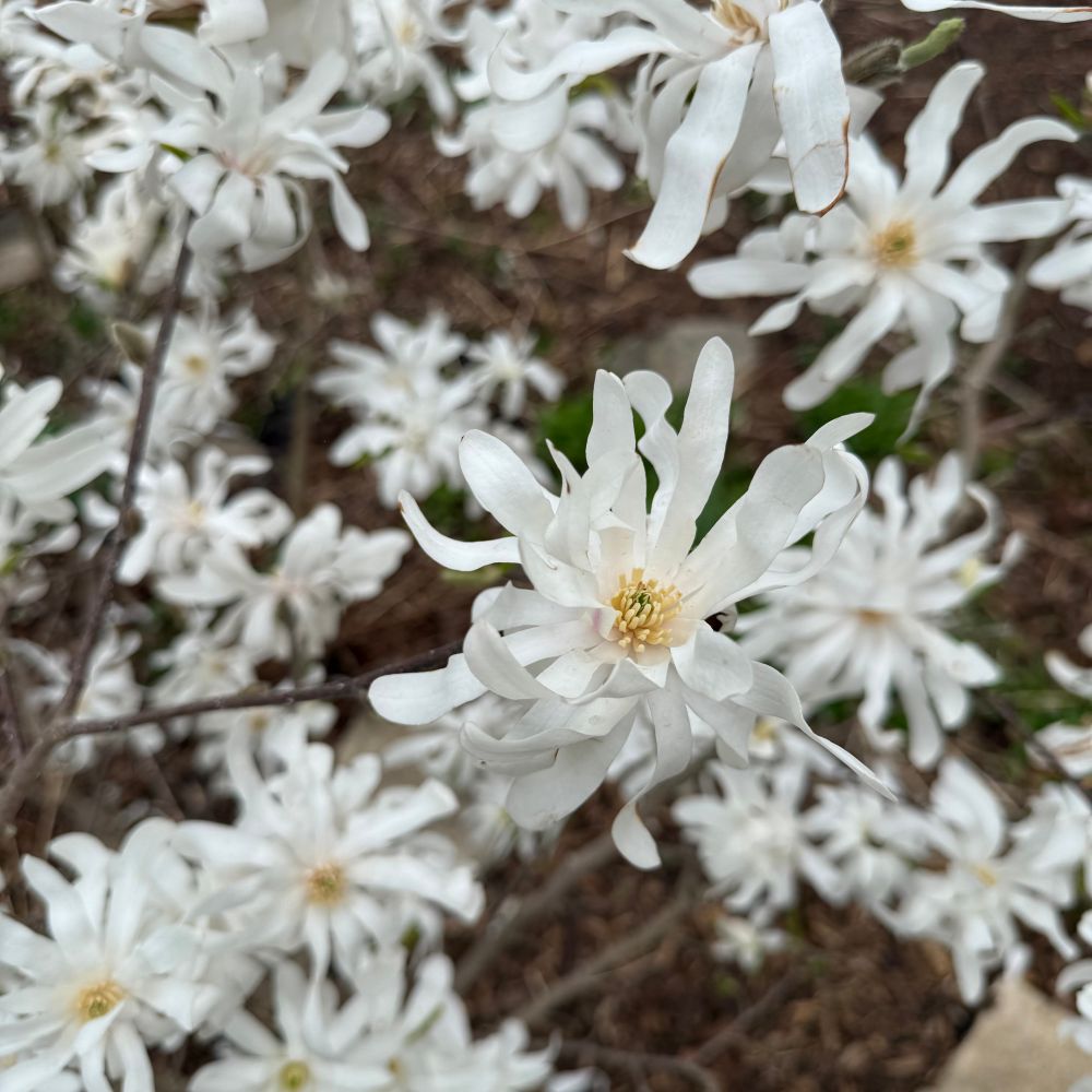 Star magnolia bush in full bloom. 