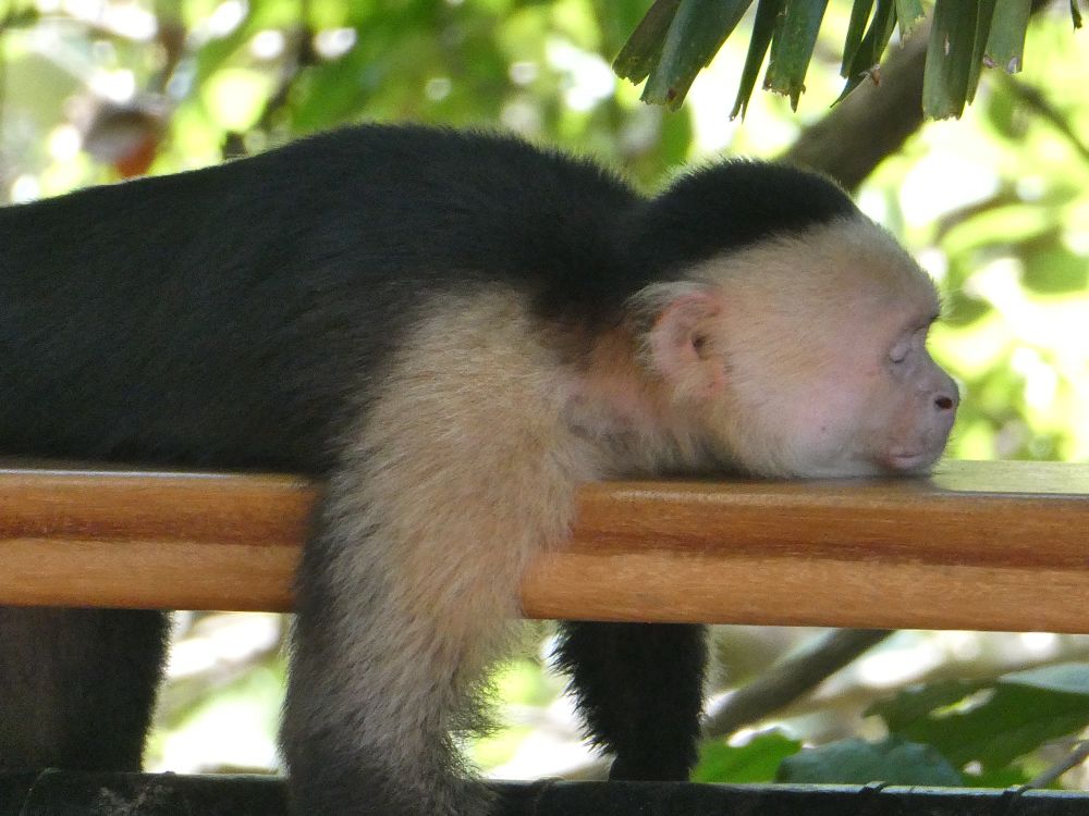 Sleeping white-faced capuchin.