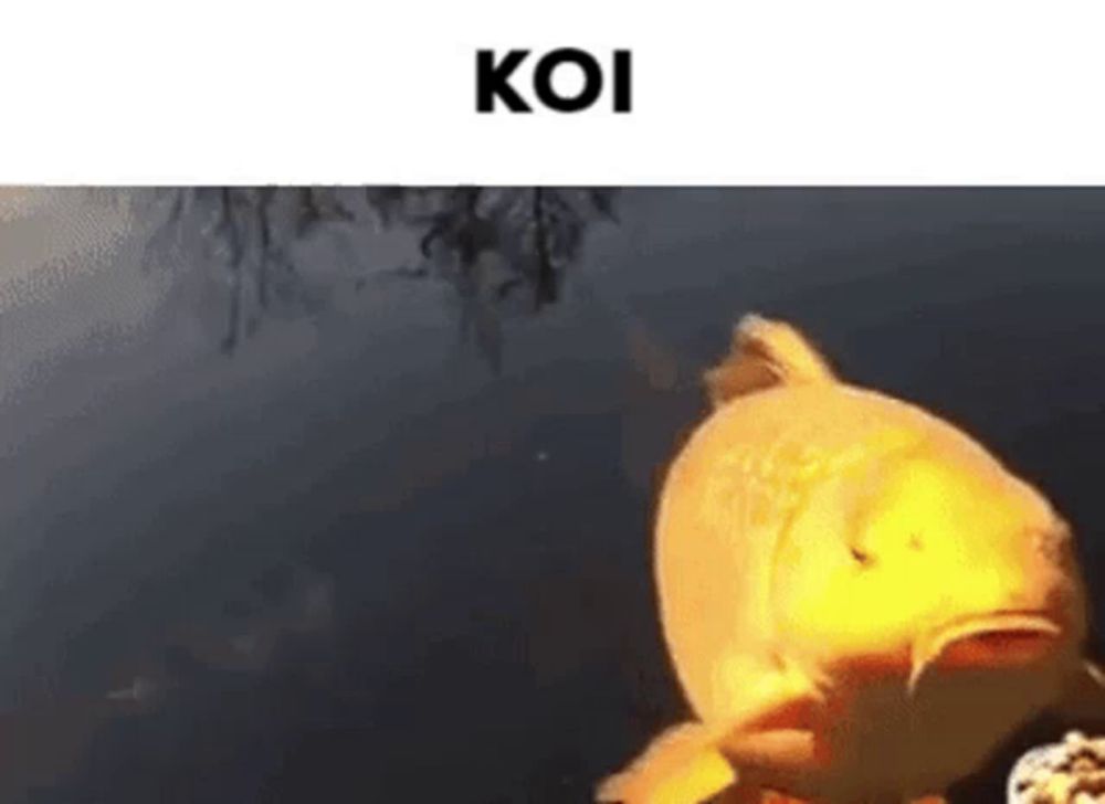 Koi GIF