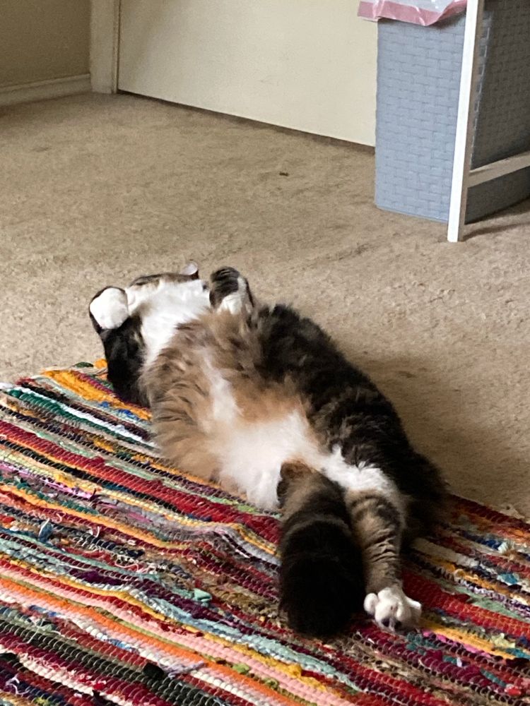 a cat of many colors (thats a bible reference), laying on his back with his front paws in the air and his right leg sticking out. his tail is tucked underneath him, sticking out in the spot where his left leg used to be. it makes him look like he has a huge, weird leg.