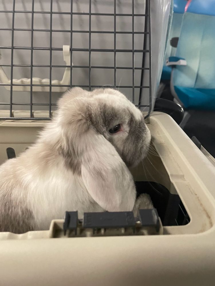 Mika, lapin bélier, installée dans sa caisse de transport, prend le train