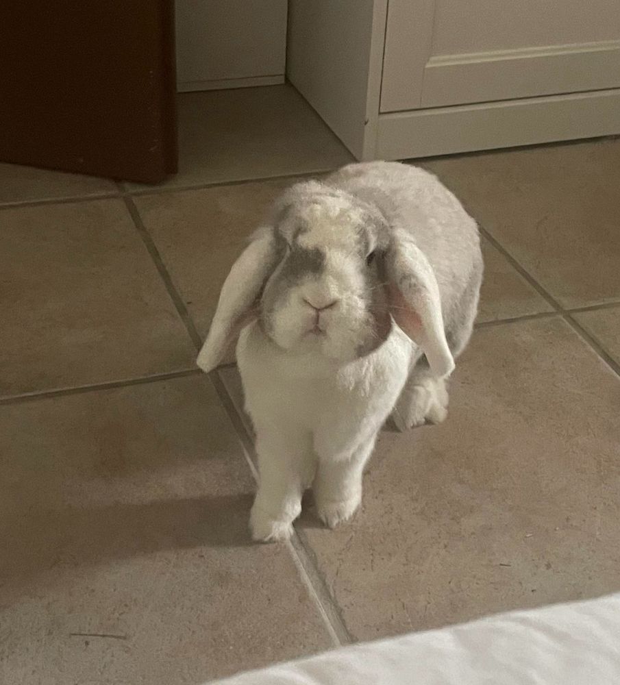 Mika, lapin bélier, sur la pointe des pattes, la tête légèrement levée, l’air aussi blasé qu’interrogateur