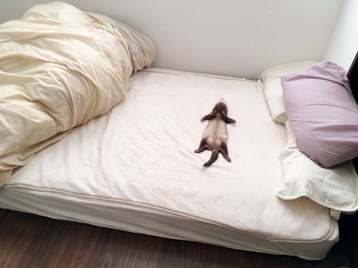 Un furet couché sur le dos dans un lit
