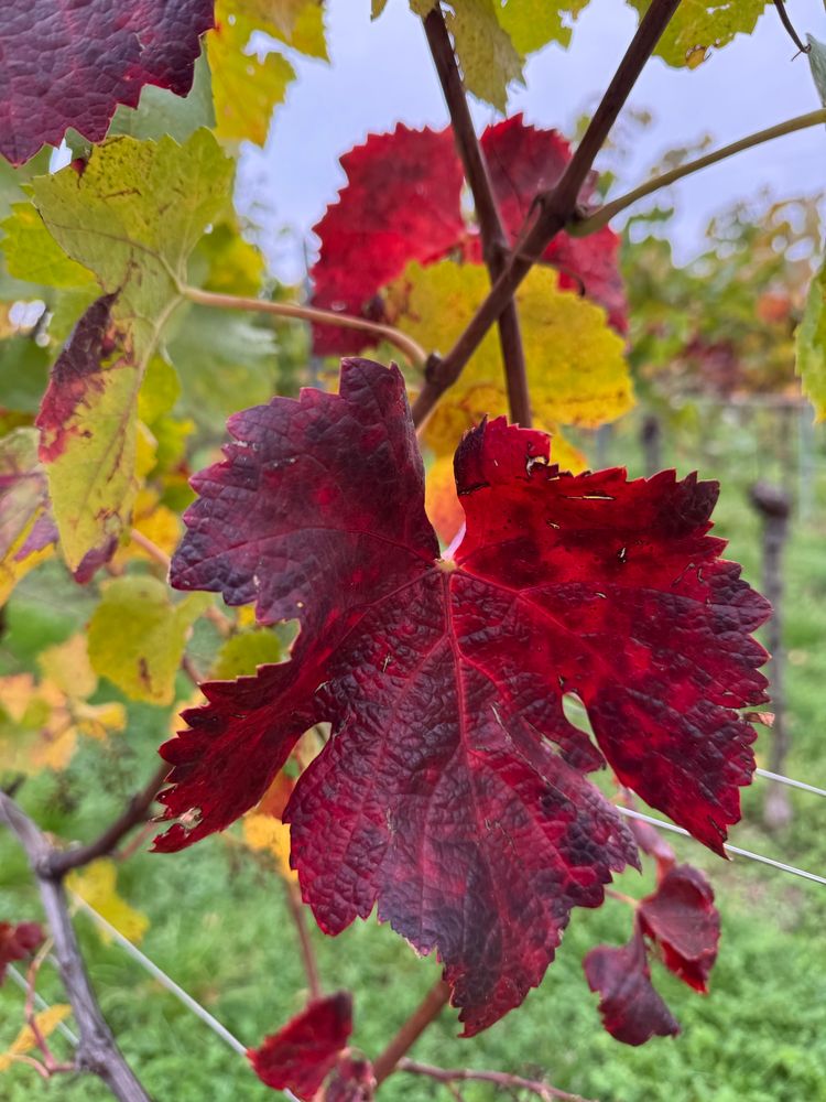 Dunkelrotes Weinblatt in der Mitte. Im Hintergrund Weinreben 