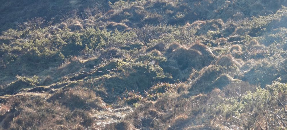 Photo of a white stoat