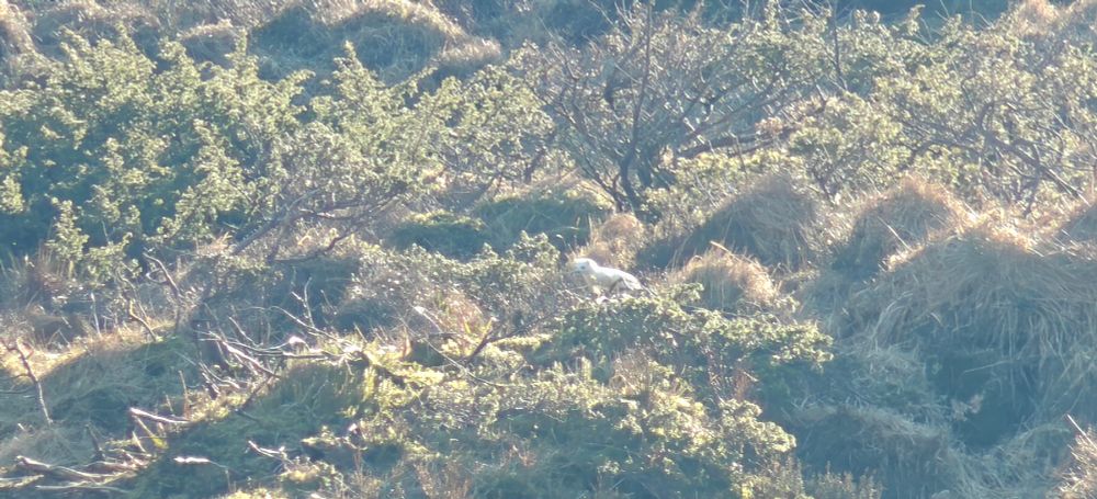 Photo of a white stoat