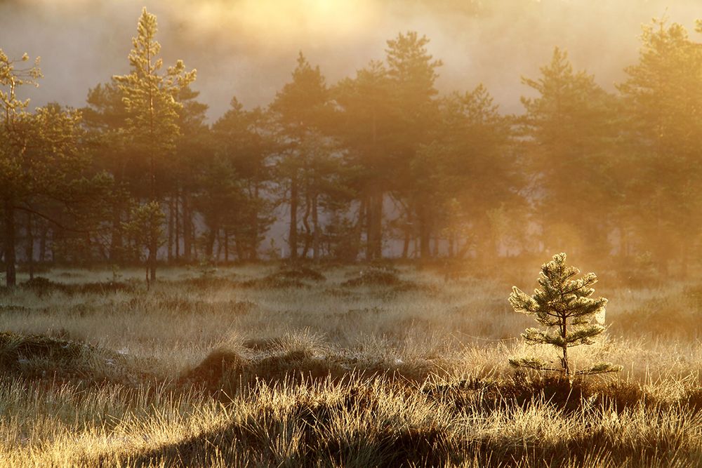 A small pine tree on a mire in Finland during morning fog.  