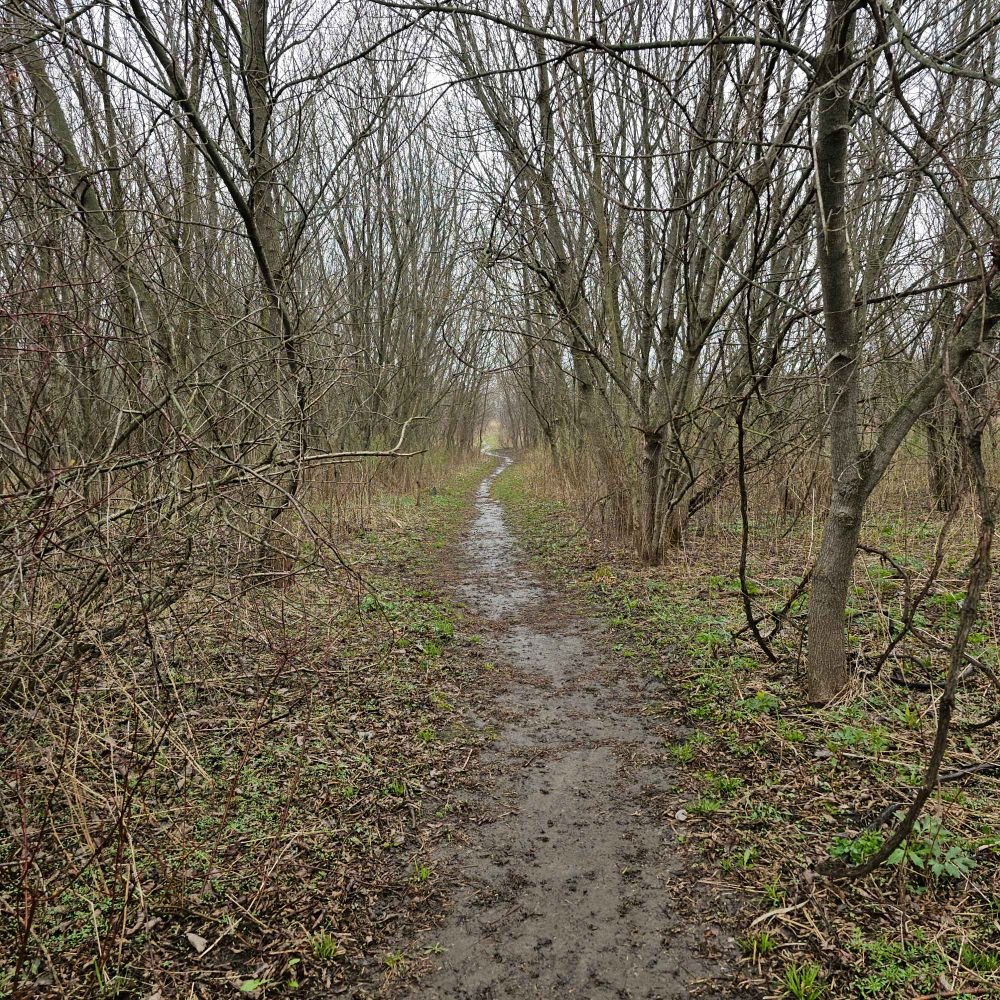 Photo of a muddy trail through trees.