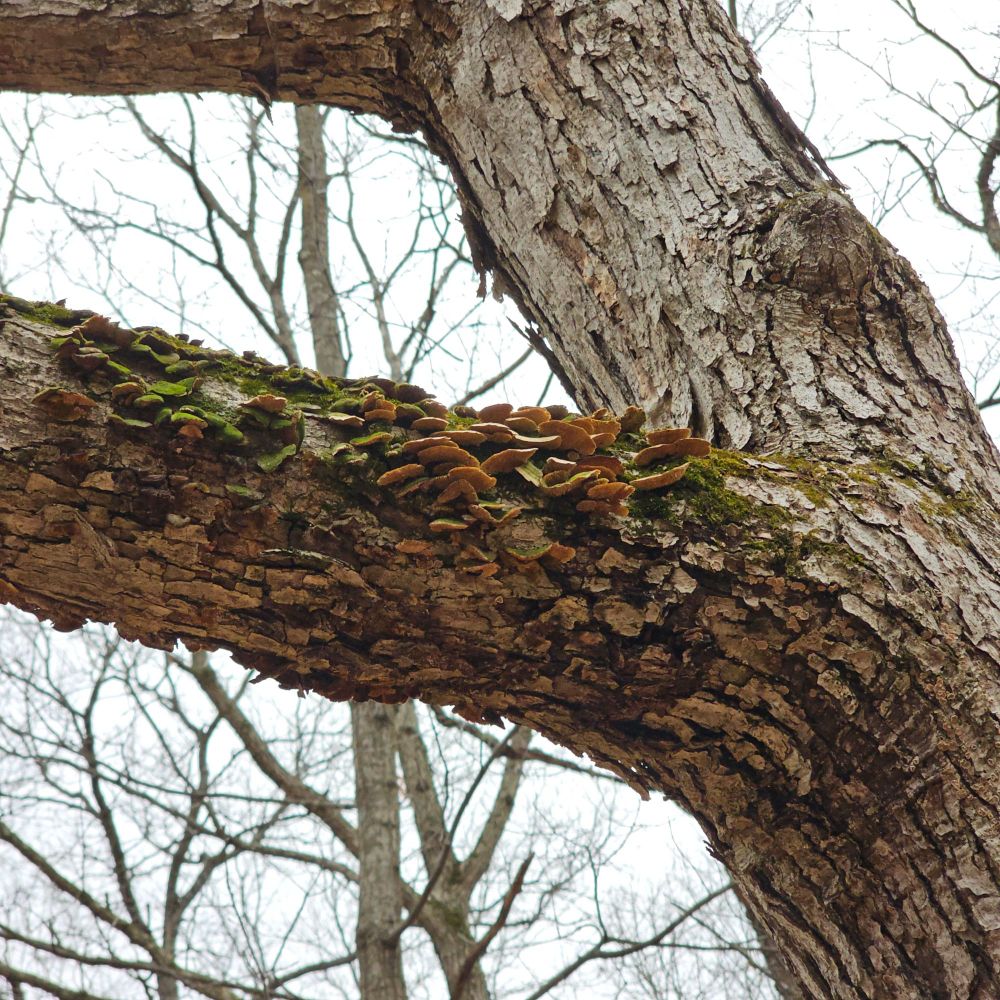 Mushrooms growing on a branch.