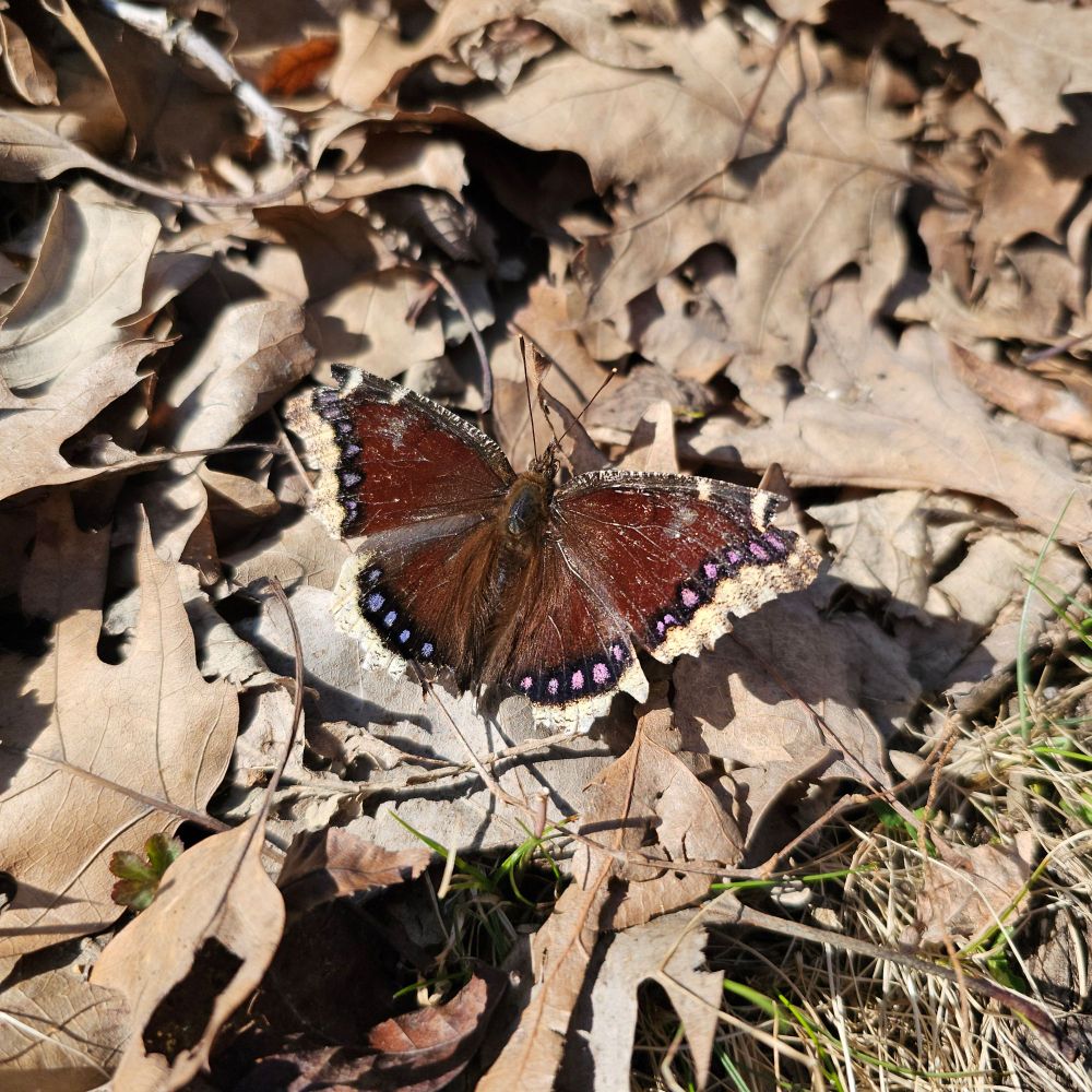 Mourning Cloak butterfly with wings spread to reveal colors of blue and pink dots.