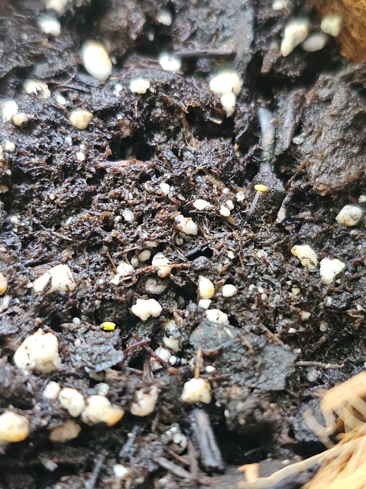 Thyme starting to sprout.