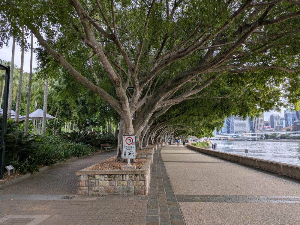 An avenue of large fig trees planted along the Brisbane River foreshore at South Bank, Brisbane.