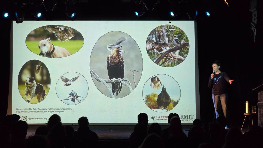 Dr Jacinta Humphrey stands off the right-hand-side of the stage, beside a large projection of her slides. On the screen are a series of circular photos of noisy miners attacking different animals, including domestic dogs and other birds.