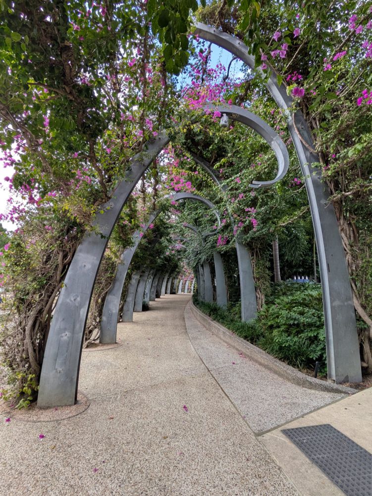 A photo of the famous Grand Arbour at South Bank, Brisbane - a kilometre long walkway covered in purple bougainvillea.