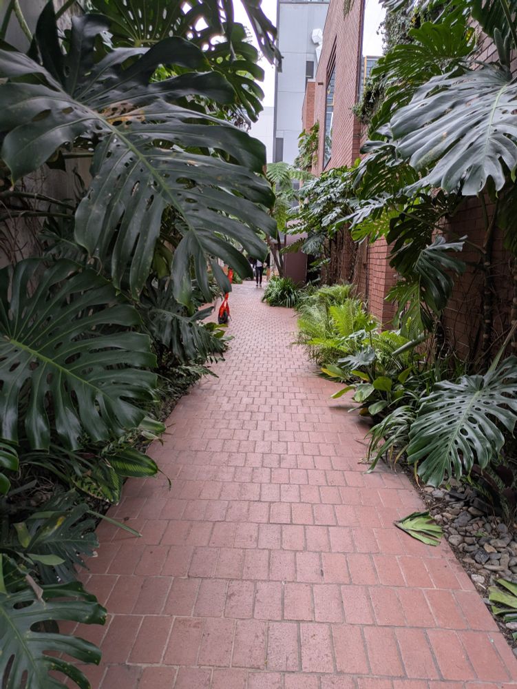 A lush, green laneway in Brisbane, lined with palms and ferns.