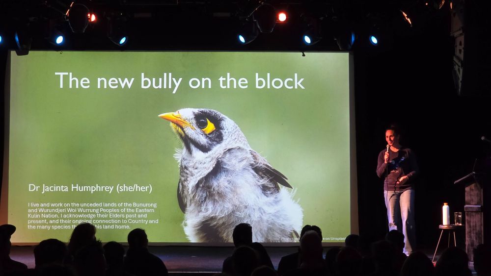 A photo of Jacinta's title slide "The new bully on the block". The background of the slide shows a close-up photo of a noisy miner against a green backdrop.