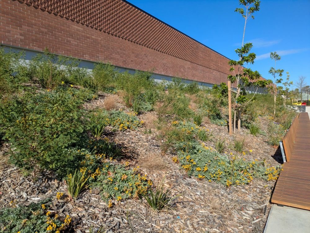 A photo of a large garden bed in front of a public swimming pool in Carnegie, Melbourne, Australia. The garden bed is sloped away from the building and is planted with small indigenous groundcovers and understorey plants. Some of the plants have small round yellow flowers. The plants are surrounded by mulch and set against a bright blue sky.