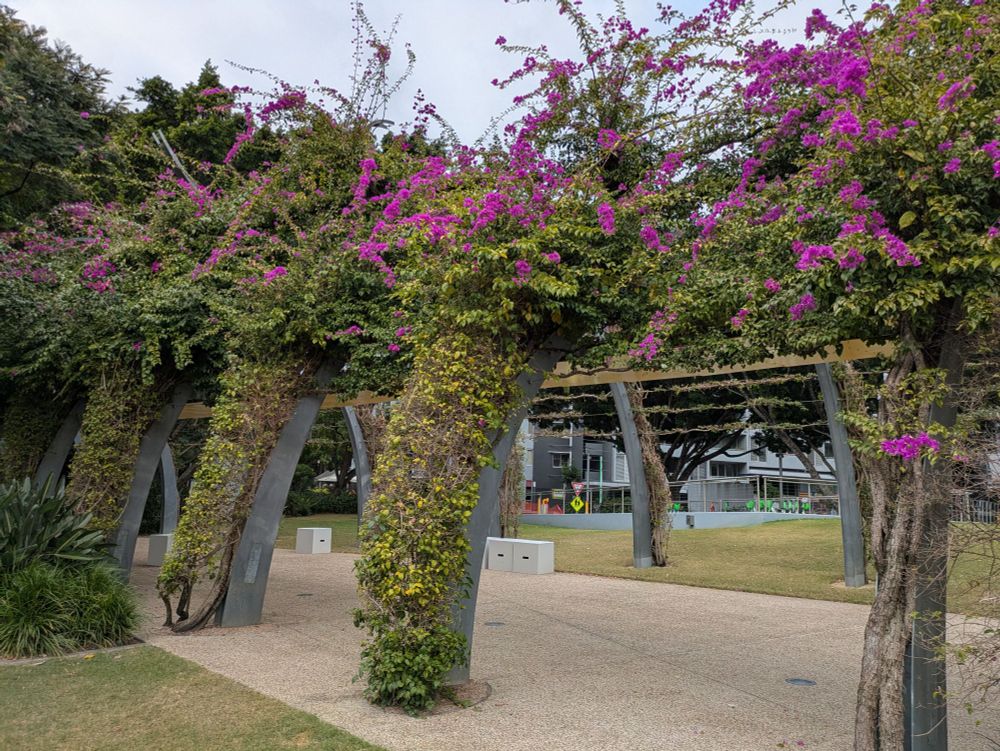 A photo of the famous Grand Arbour at South Bank, Brisbane - a kilometre long walkway covered in purple bougainvillea.