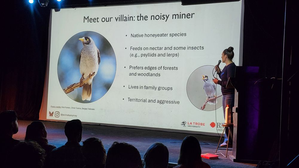 Jacinta introduces the villain in the story: the noisy miner, a native honeyeater that can be very territorial and aggressive.