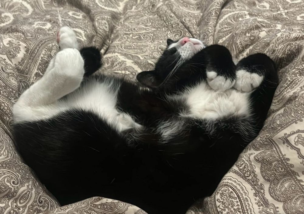 My cat Tuxedo Mike sleeping upside down with his paws curled in. 