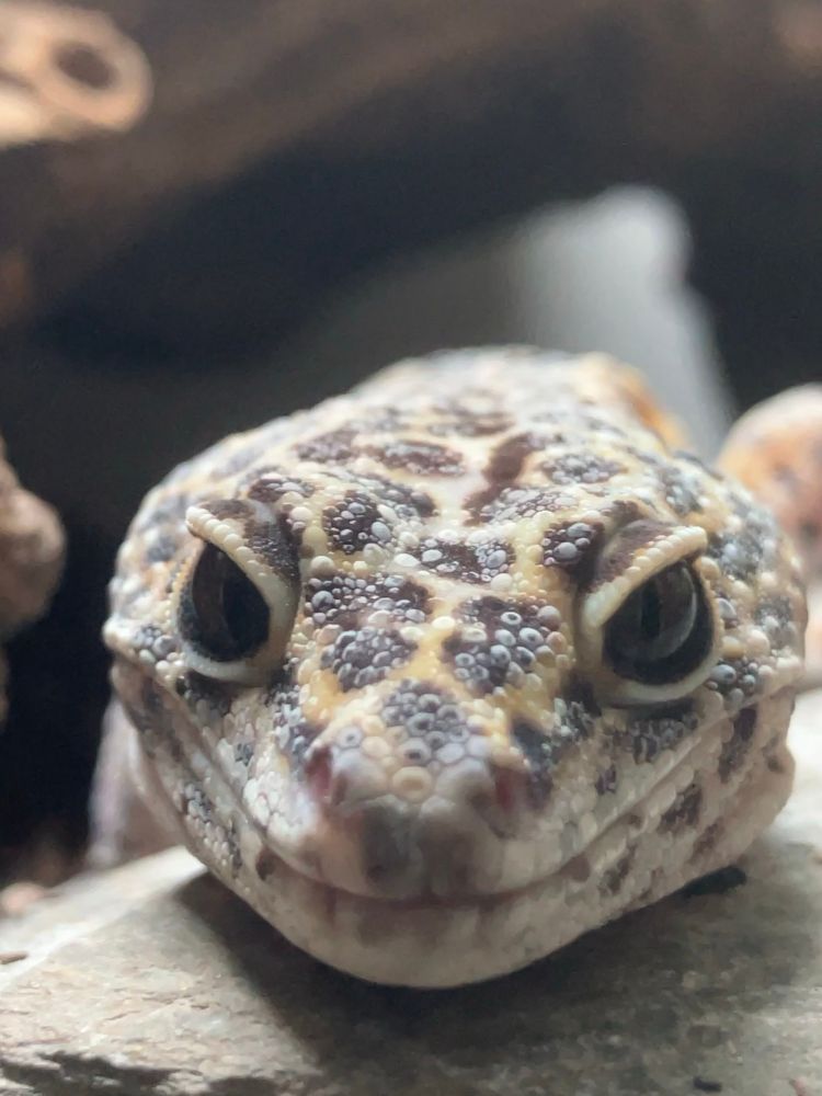 The leopard gecko is close enough that only her face is visible